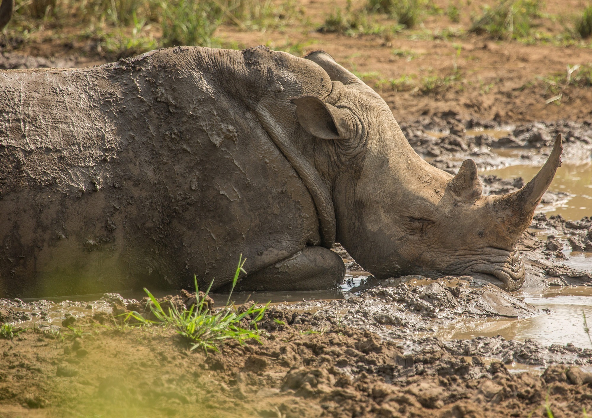 See the Hluhluwe-iMfolozi Game Reserve